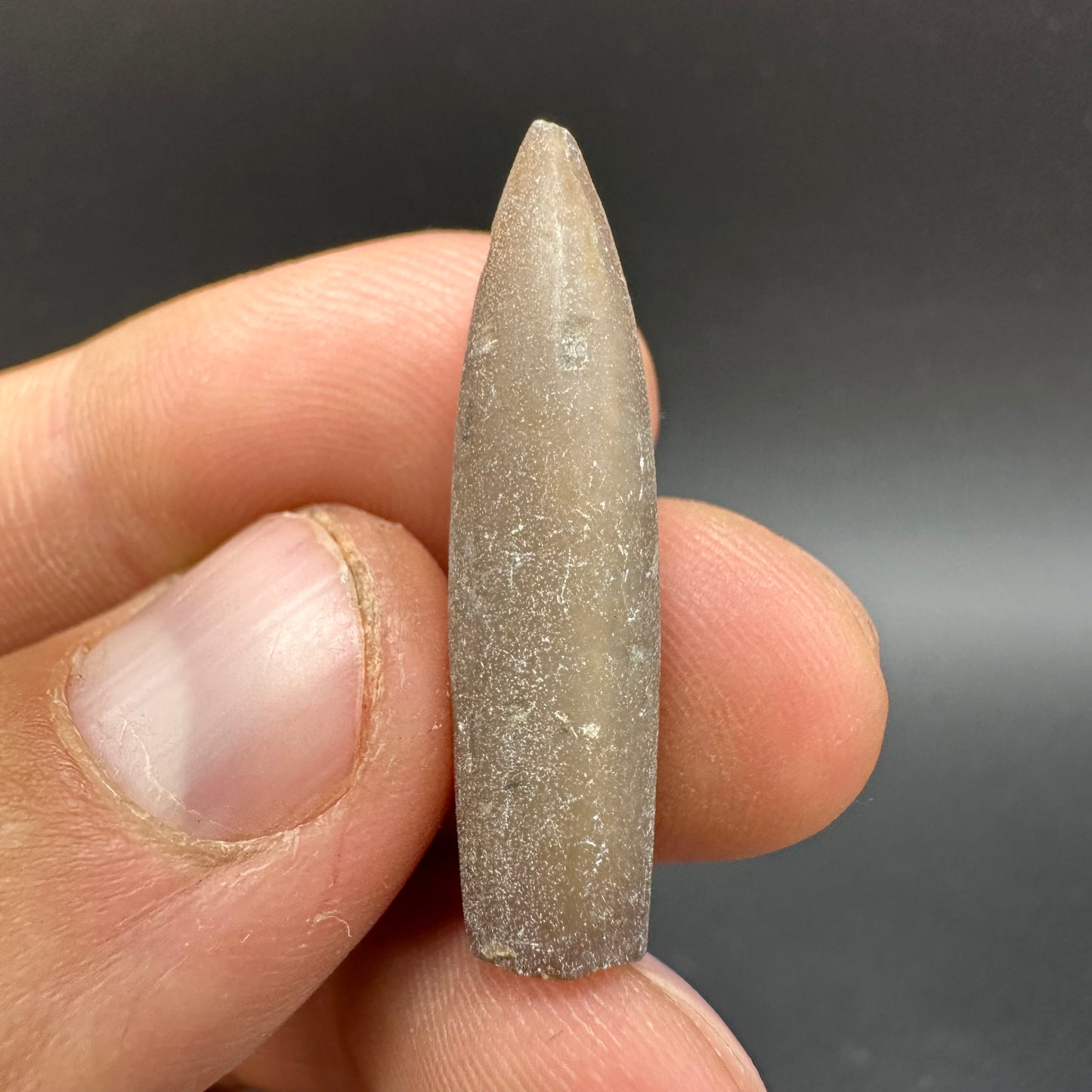 Belemnite (Fossil Squid) shell fossil - Whitby, North Yorkshire Jurassic Coast Yorkshire Fossils