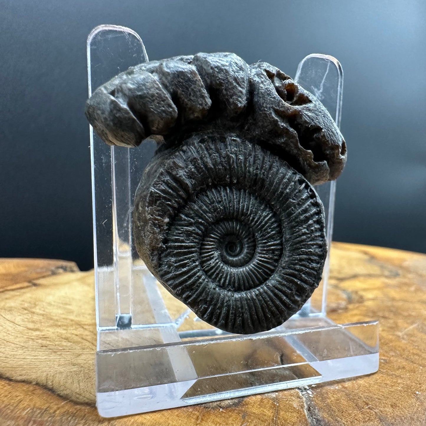 ‘Rammonite’ Snakestone Ammonite Fossil With Bag/Box And Stand - Whitby, North Yorkshire Jurassic Coast Yorkshire Fossils