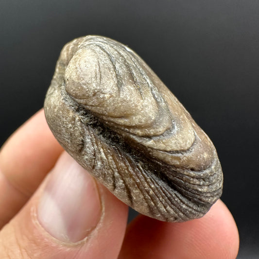 Shell fossil with box and stand - Whitby, North Yorkshire, Jurassic Coast, Yorkshire Fossils