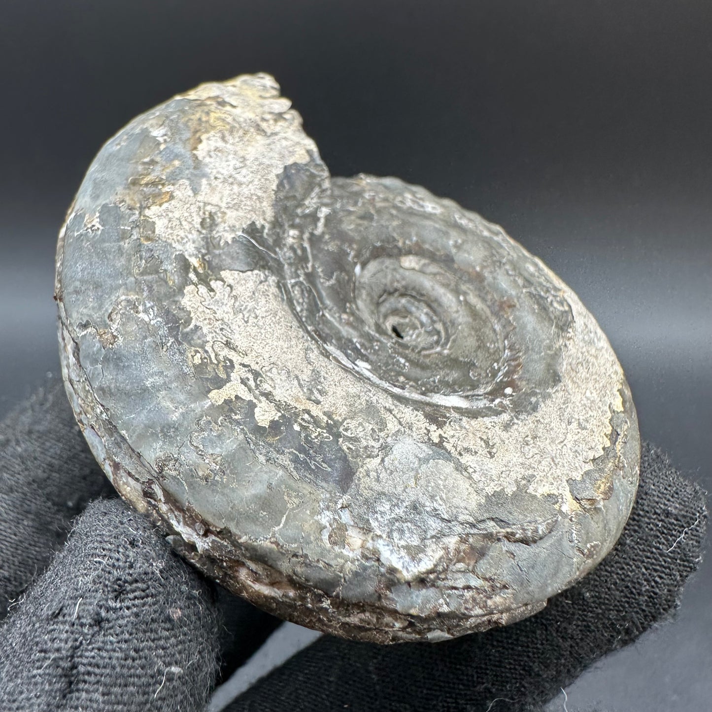 Hildoceras Bifrons Ammonite fossil with box and stand - Whitby, North Yorkshire Jurassic Coast, Yorkshire Fossils from the Jurassic Coast