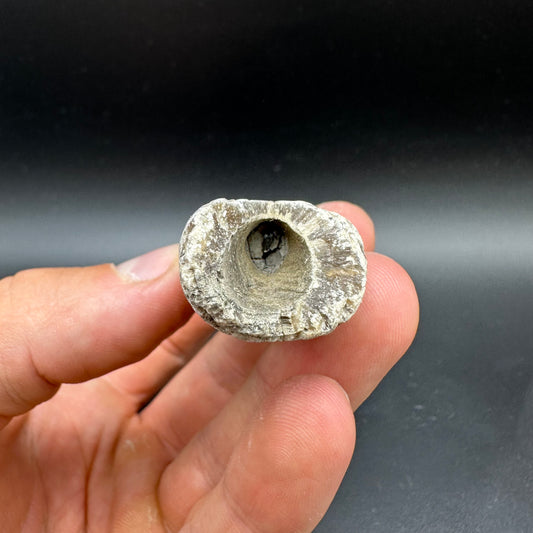 Belemnite (Fossil Squid) shell fossil - Whitby, North Yorkshire Jurassic Coast Yorkshire Fossils