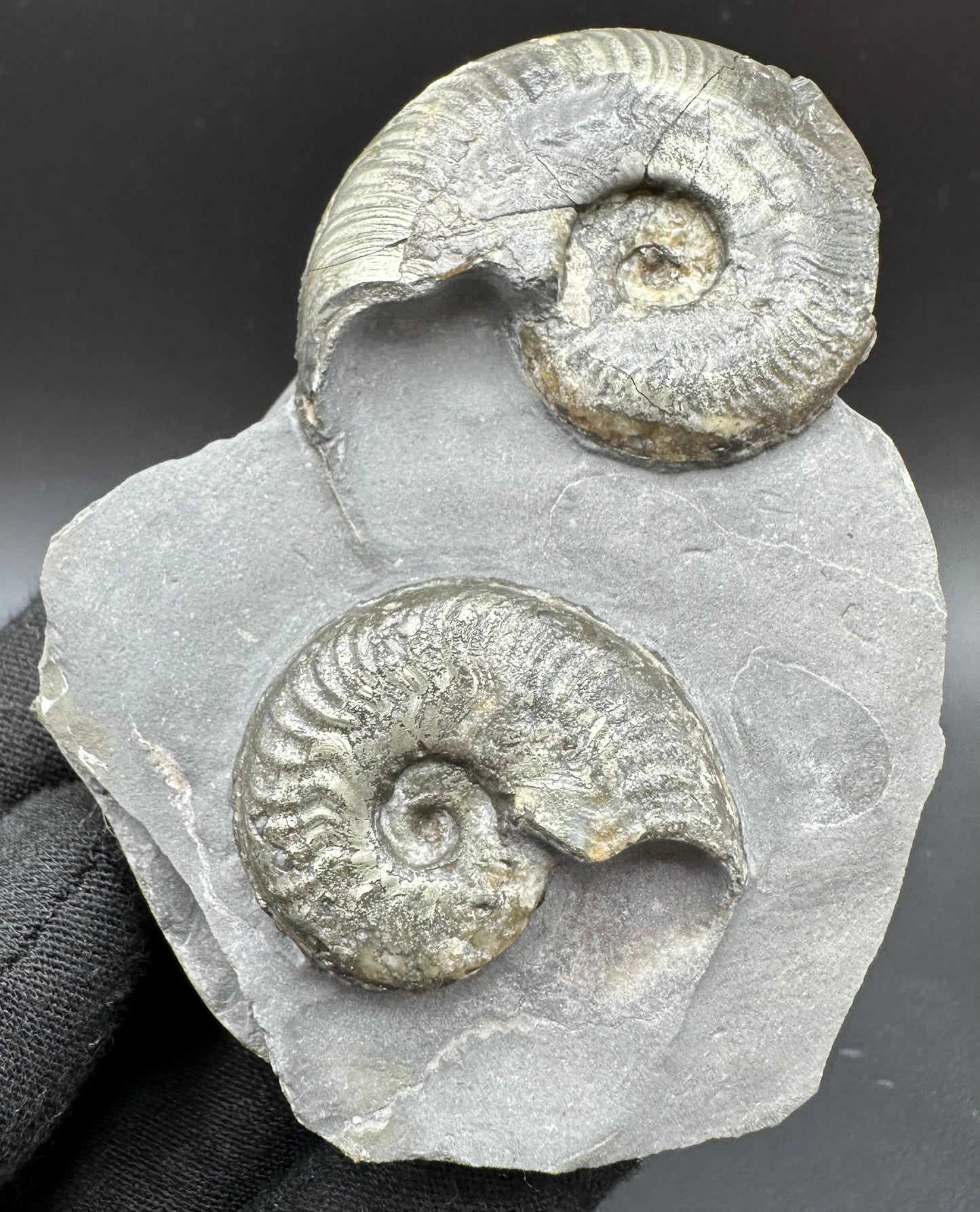 Golden Harpoceras Sp. Ammonite fossil with box and stand - Whitby, North Yorkshire Jurassic Coast Yorkshire Fossils