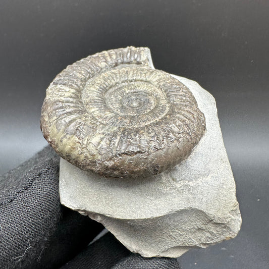 Dactylioceras Ammonite Fossil With Box And Stand - Whitby, North Yorkshire Jurassic Coast Yorkshire Fossils
