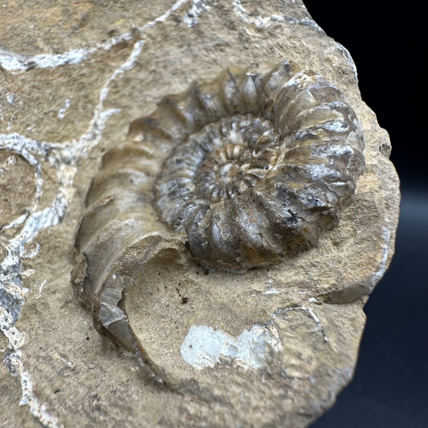 Androgynoceras capricornus Ammonite fossil with box and stand - Whitby, North Yorkshire Jurassic Coast Yorkshire Fossils