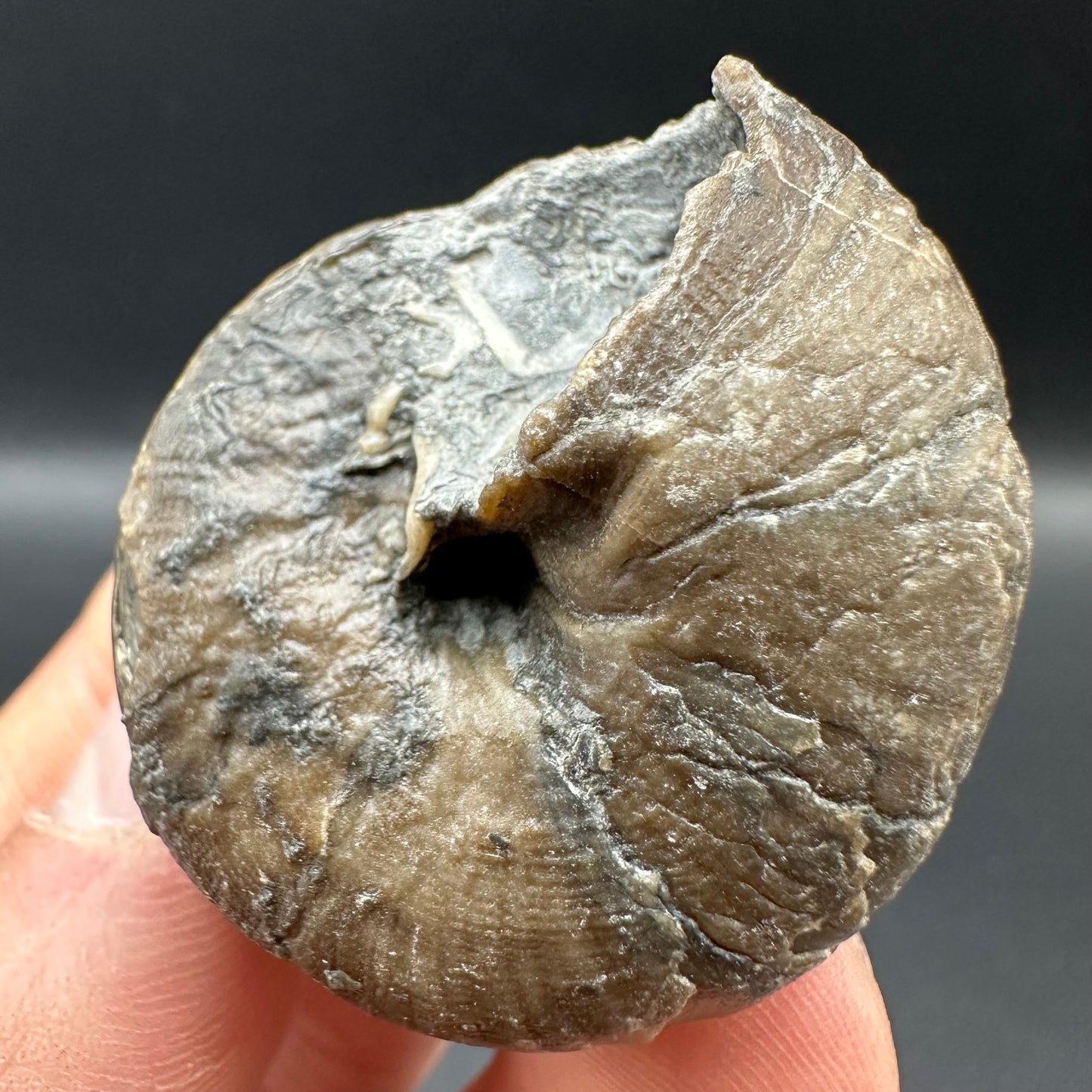 Gastropod Shell Fossil With Box And Stand - Whitby, North Yorkshire, Jurassic Coast, Yorkshire Fossils
