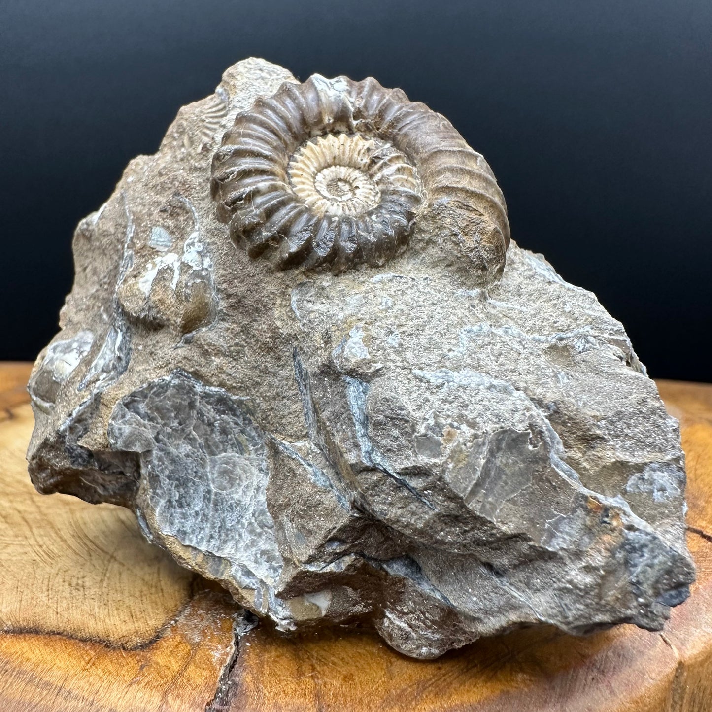 Androgynoceras capricornus Ammonite Fossil With box and Stand - Whitby, North Yorkshire Jurassic Coast Yorkshire Fossils