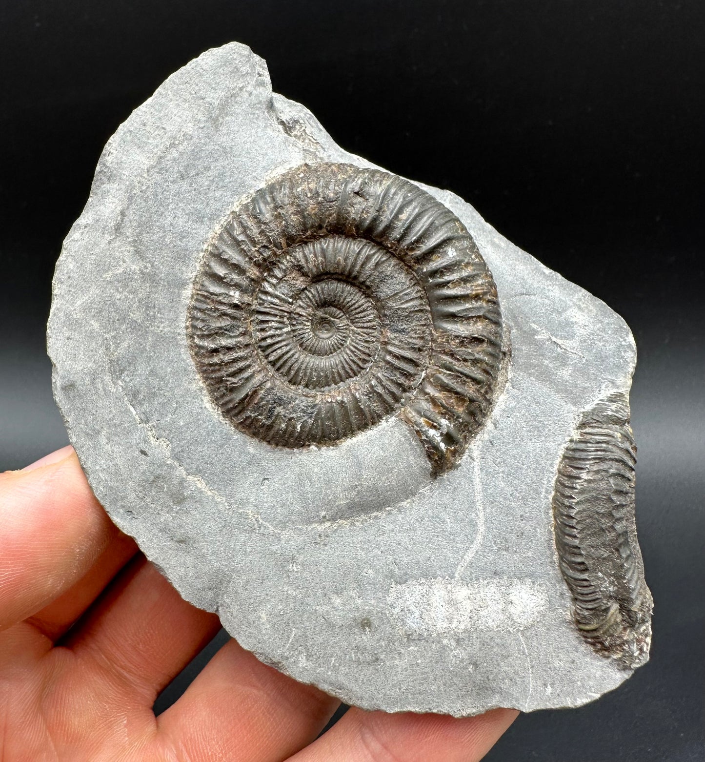 Dactylioceras Ammonite Fossil With Box And Stand - Whitby, North Yorkshire Jurassic Coast Yorkshire Fossils