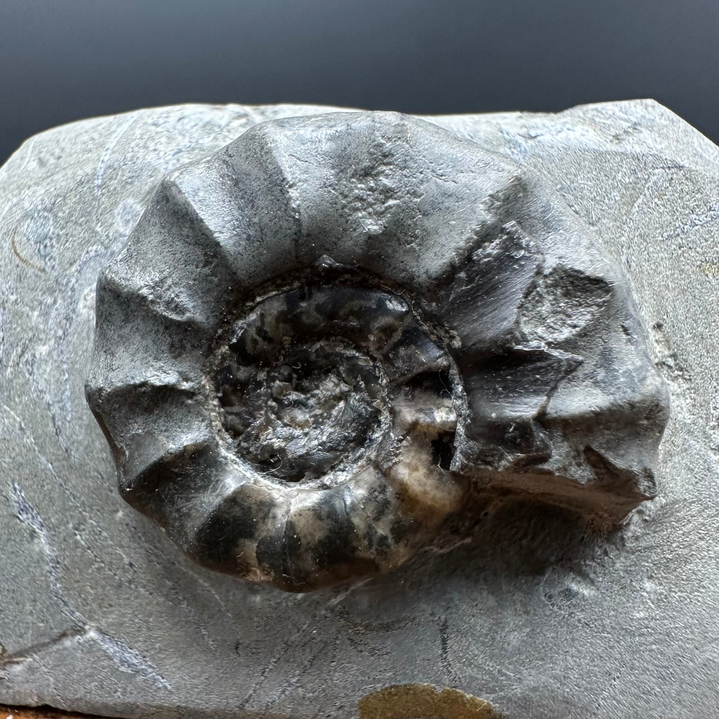 Eugassiceras Ammonite shell fossil with box and stand - Whitby, North Yorkshire Jurassic Coast Yorkshire Fossils