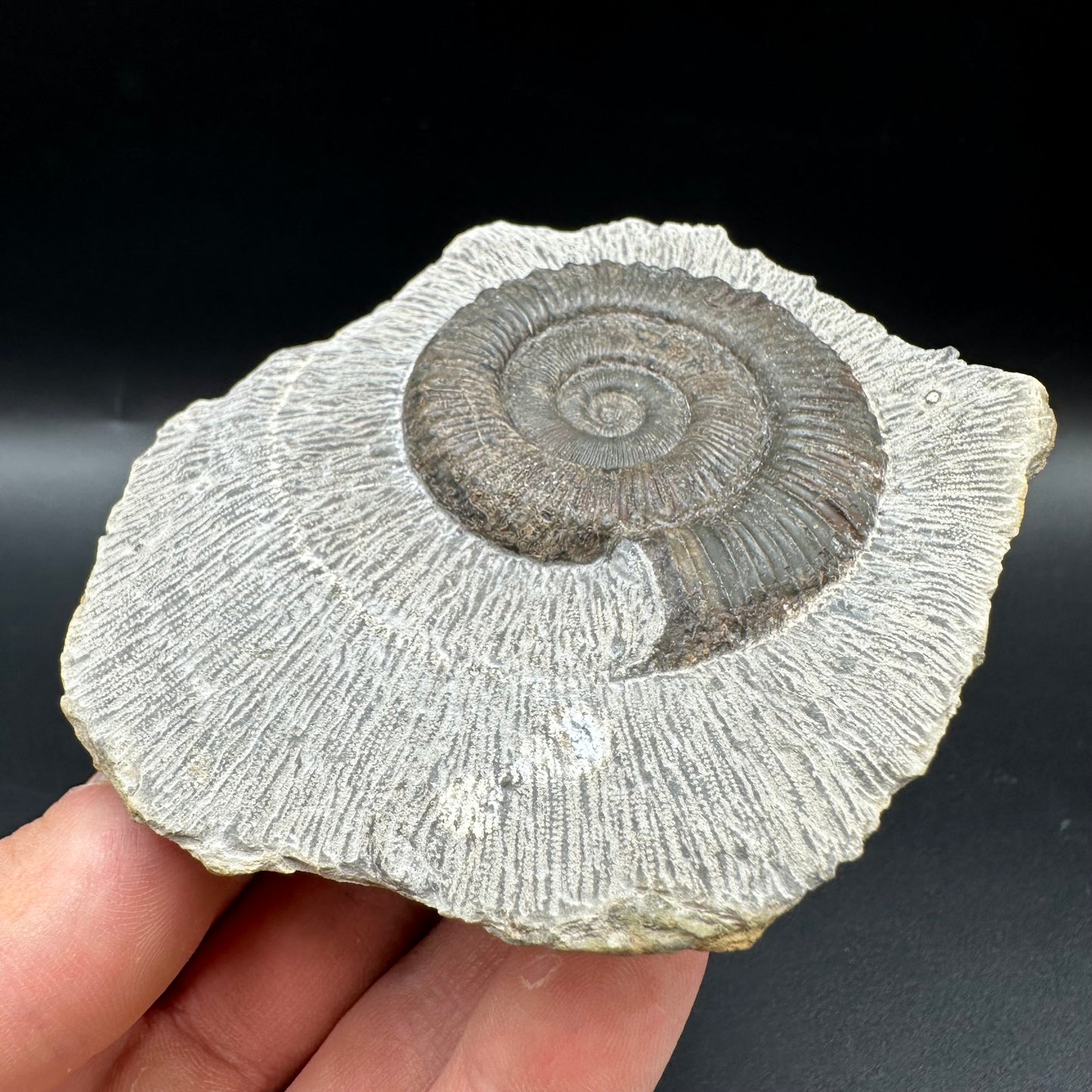 Peronoceras turriculatum Ammonite fossil with box and stand - Whitby, North Yorkshire Jurassic Coast, Yorkshire fossils