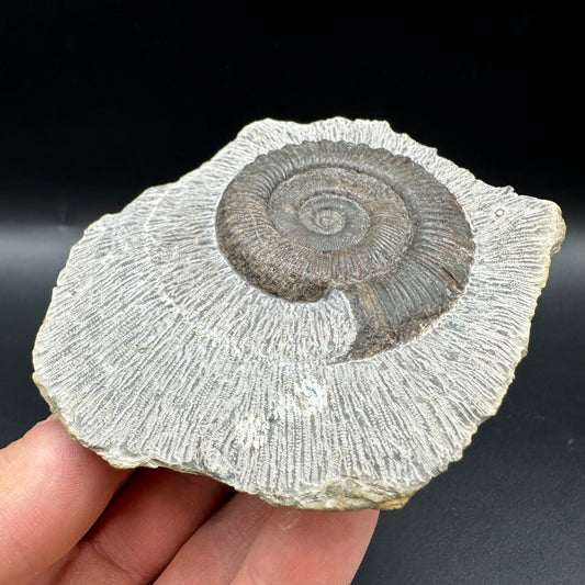 Peronoceras turriculatum Ammonite fossil with box and stand - Whitby, North Yorkshire Jurassic Coast, Yorkshire fossils