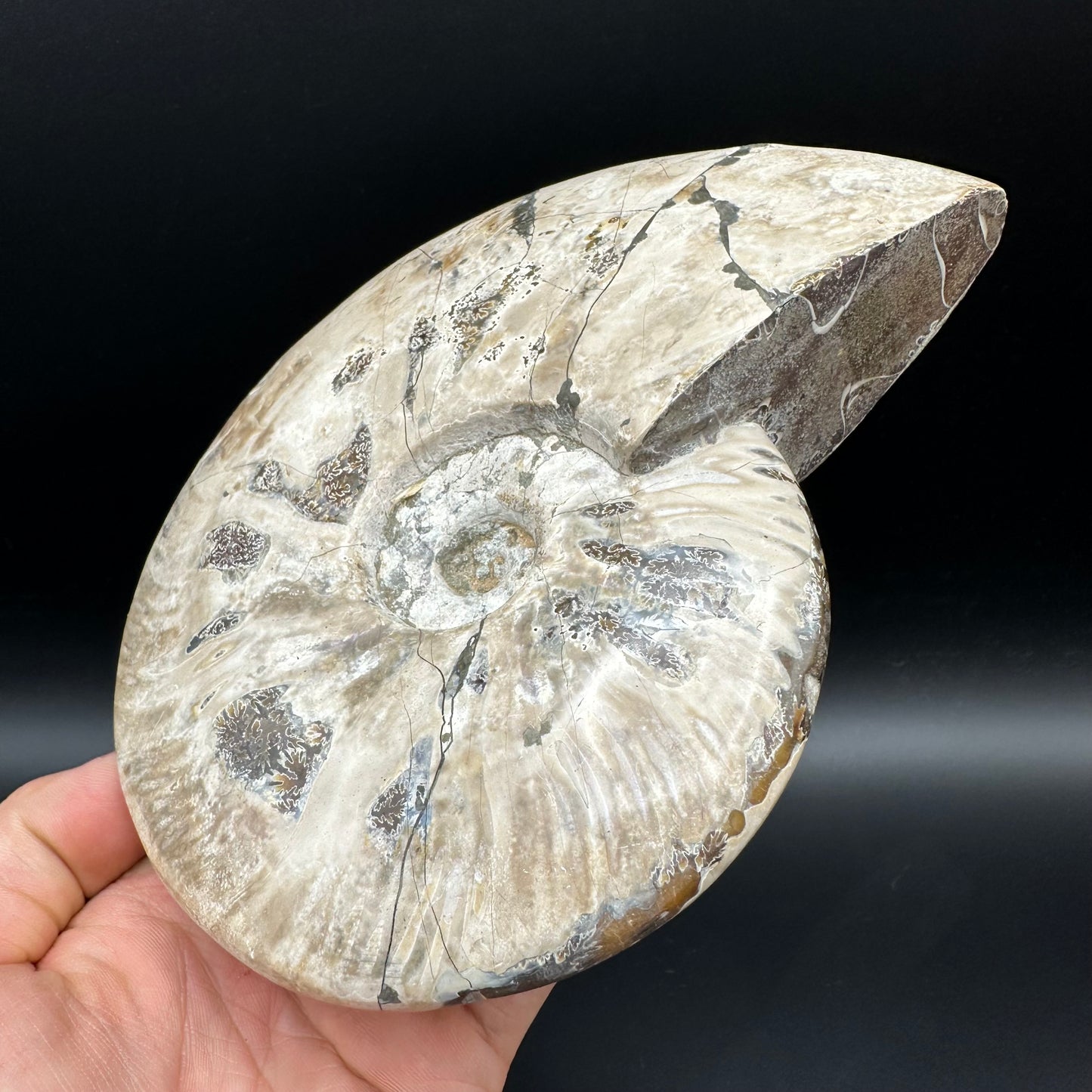 Cleoniceras Ammonite Fossil With Stand - Cretaceous Ammonite Madagascar