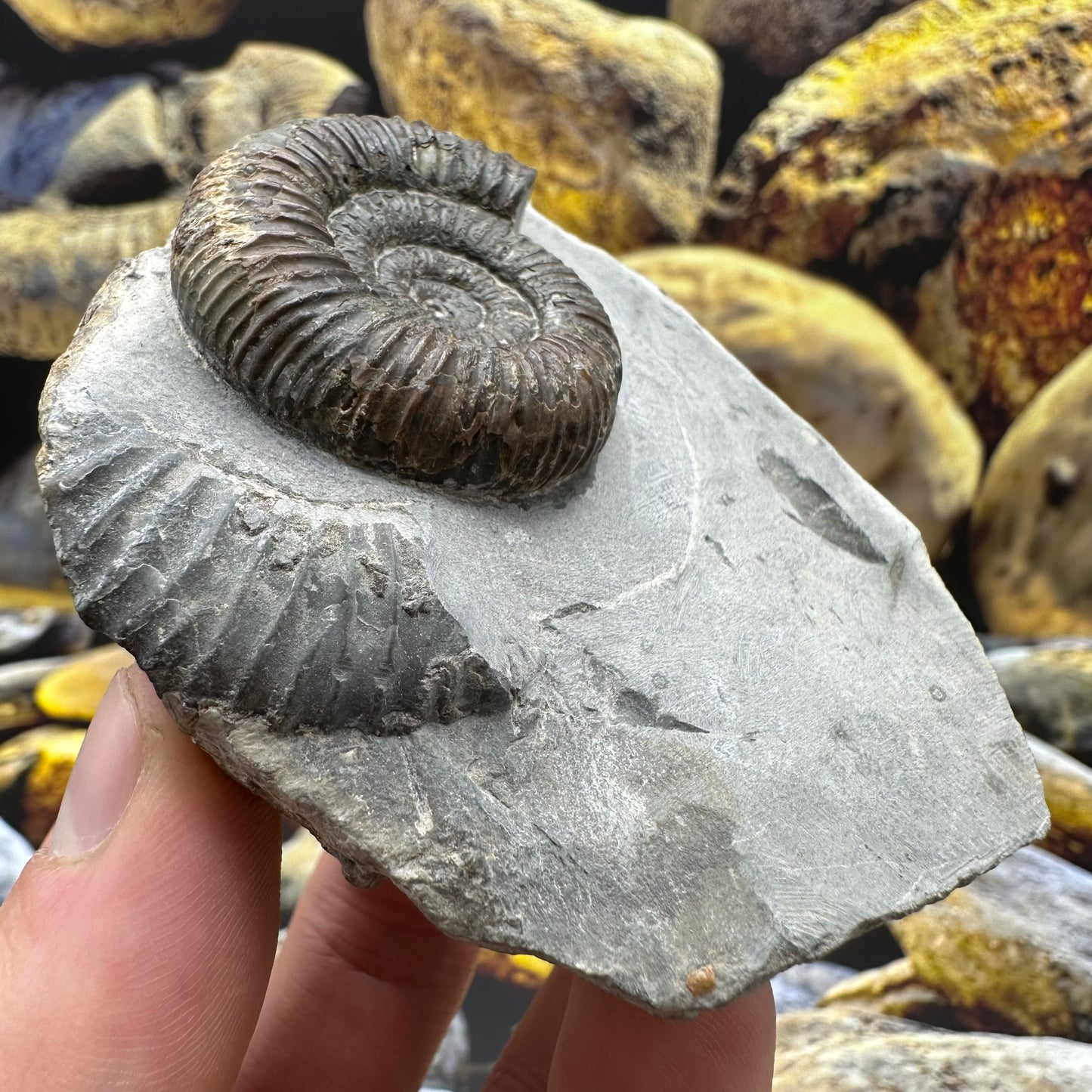 Dactylioceras ammonite fossil - Whitby, North Yorkshire Jurassic Coast