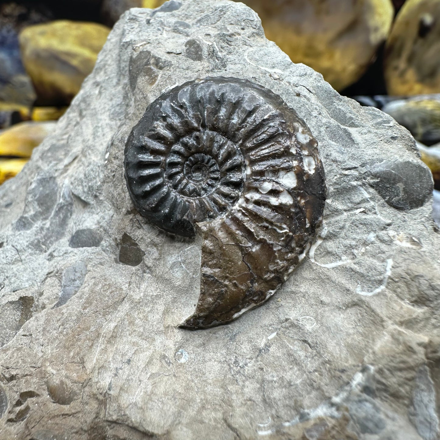Amaltheus subnodosus ammonite fossil - Whitby, North Yorkshire Jurassic Coast Yorkshire Fossils