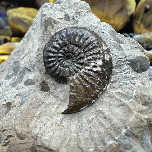 Amaltheus subnodosus ammonite fossil - Whitby, North Yorkshire Jurassic Coast Yorkshire Fossils