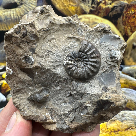 Amaltheus subnodosus ammonite fossil - Whitby, North Yorkshire Jurassic Coast Yorkshire Fossils