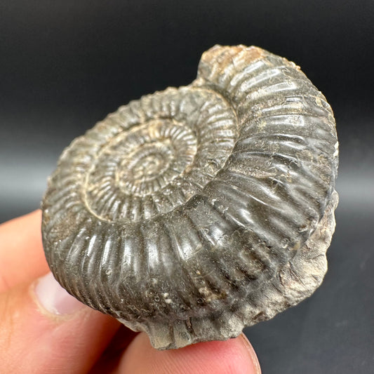 Dactylioceras Ammonite Fossil With Box And Stand - Whitby, North Yorkshire Jurassic Coast Yorkshire Fossils
