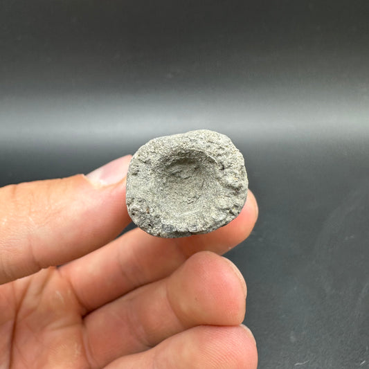 Belemnite (Fossil Squid) shell fossil - Whitby, North Yorkshire Jurassic Coast Yorkshire Fossils