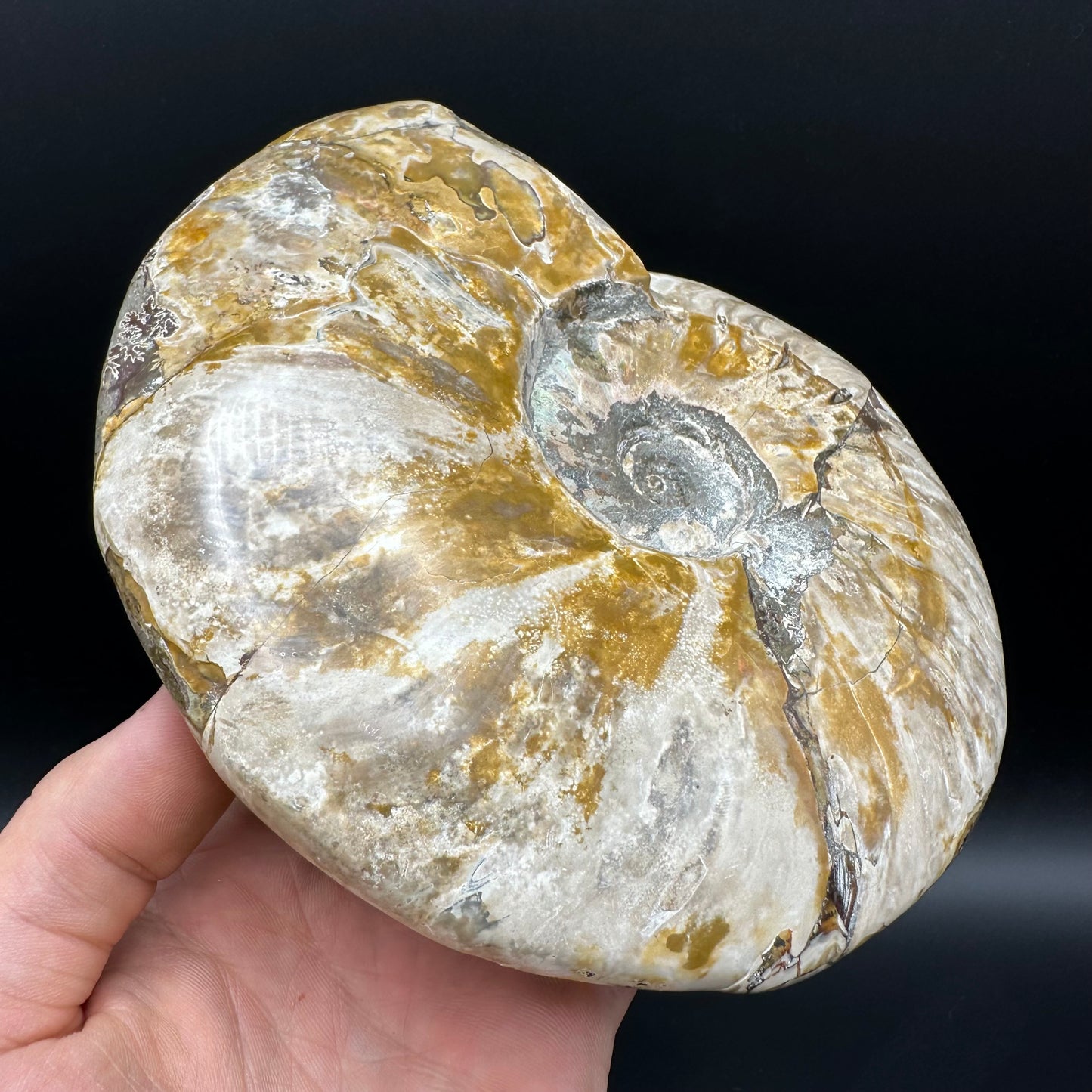 Cleoniceras Ammonite Fossil With Stand - Cretaceous Ammonite Madagascar