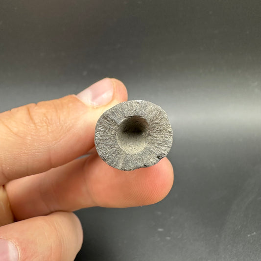 Belemnite (Fossil Squid) shell fossil - Whitby, North Yorkshire Jurassic Coast Yorkshire Fossils