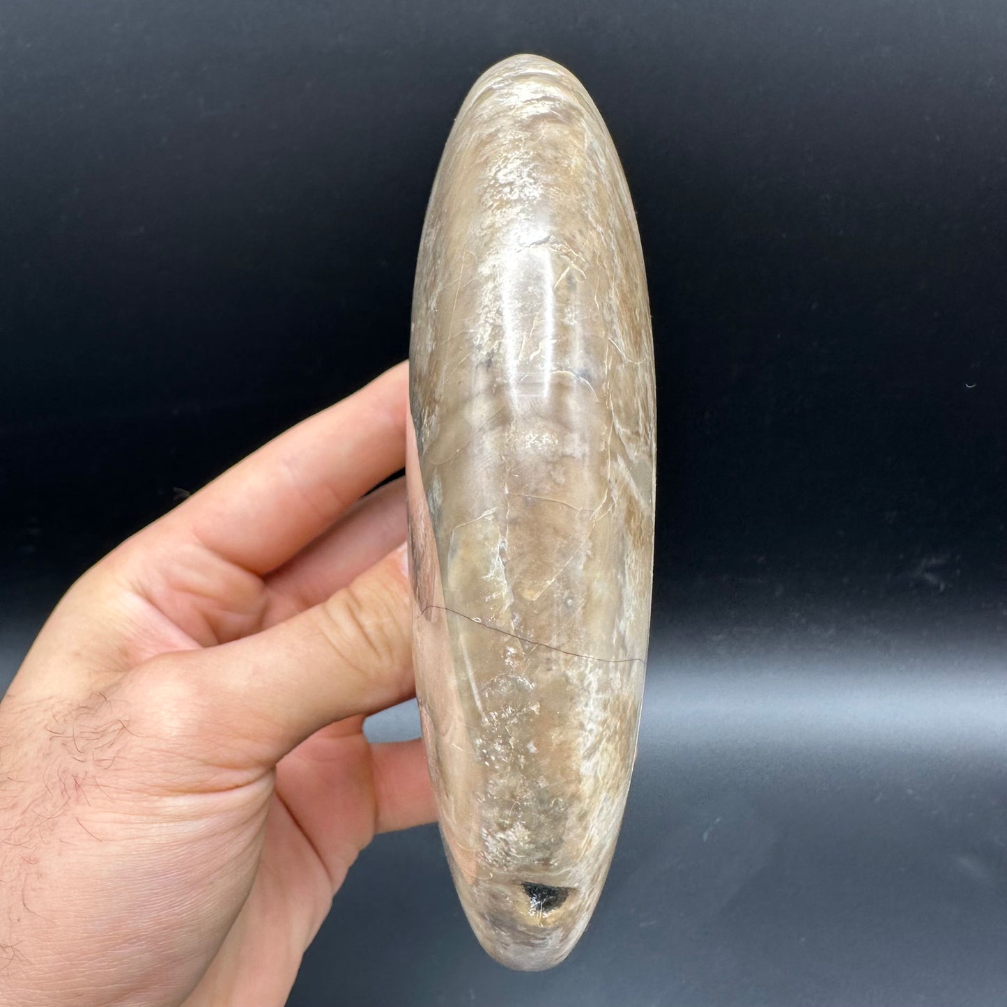Cleoniceras Ammonite Fossil With Stand - Cretaceous Ammonite Madagascar