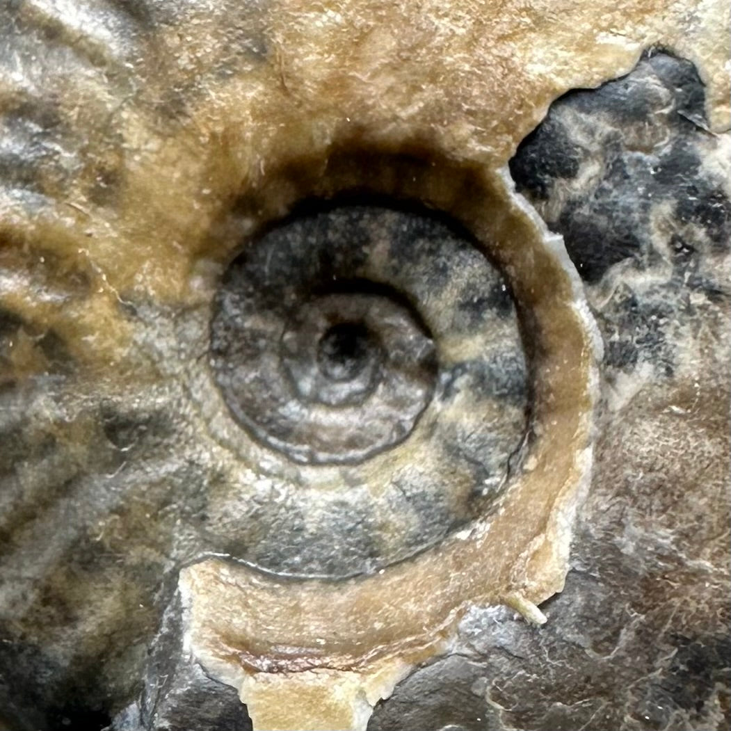 Eleganticeras Elegantulum ammonite with box and stand - Whitby, North Yorkshire Jurassic Coast, Yorkshire Fossils