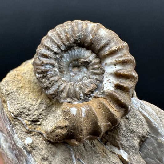 Androgynoceras capricornus Ammonite Fossil With Stand - Whitby, North Yorkshire Jurassic Coast Yorkshire Fossils