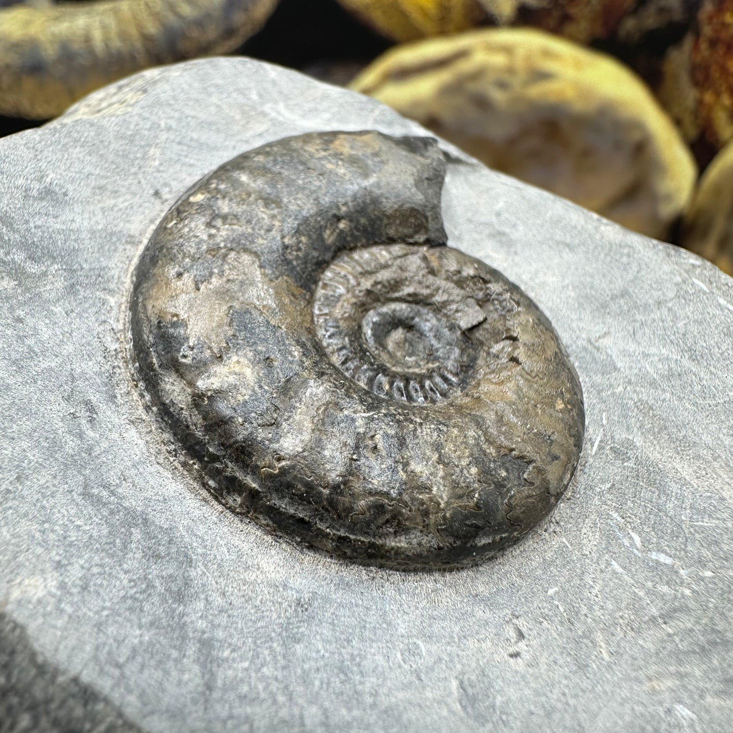 Grammoceras thoaurense ammonite shell fossil - Whitby, North Yorkshire