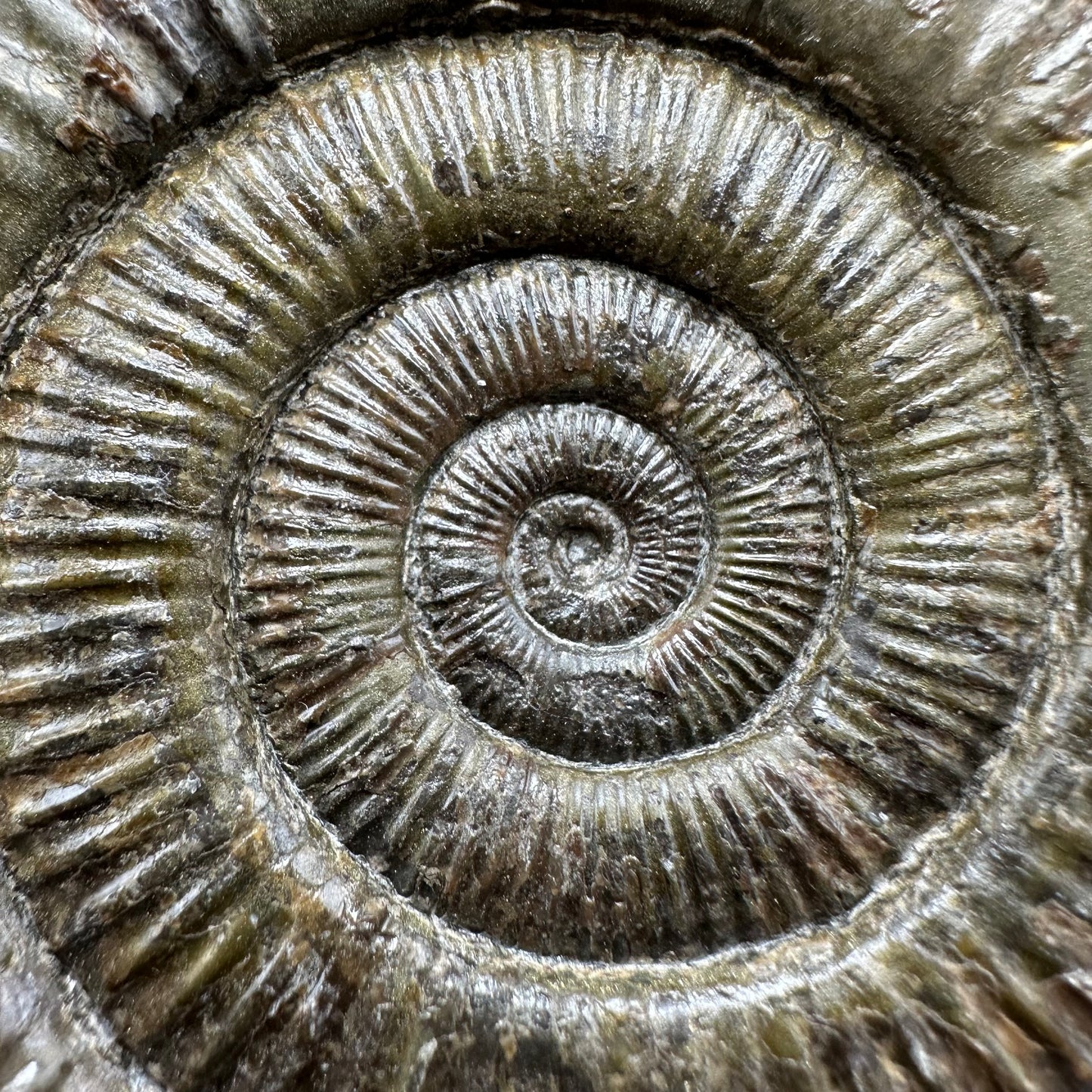 Dactylioceras Ammonite Fossil With Box And Stand - Whitby, North Yorkshire Jurassic Coast Yorkshire Fossils