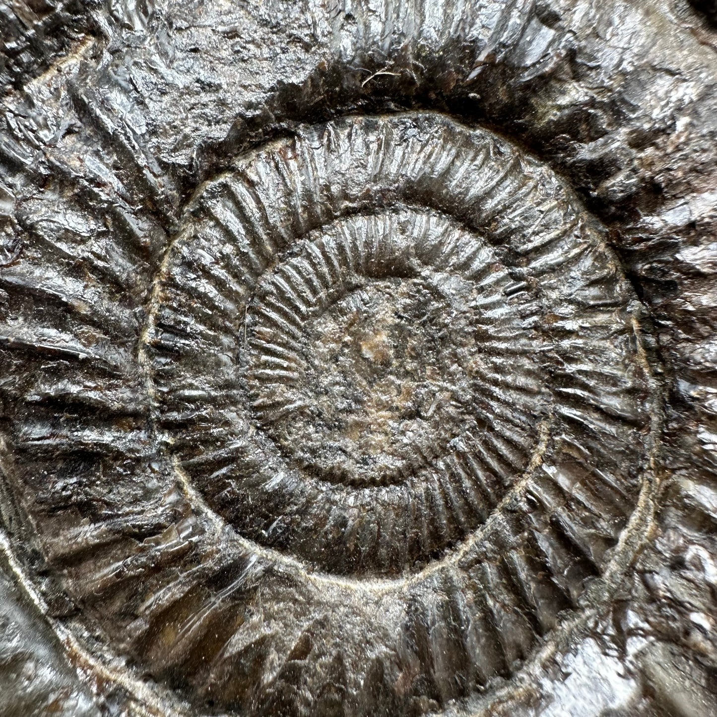 Dactylioceras Ammonite Fossil With Box And Stand - Whitby, North Yorkshire Jurassic Coast Yorkshire Fossils