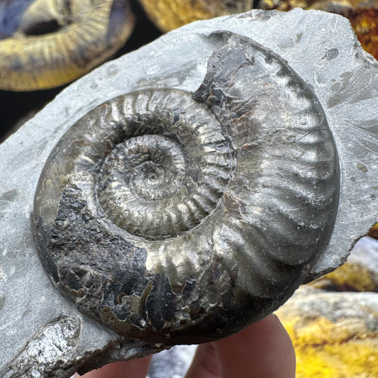 Grammoceras thoaurense ammonite shell fossil - Whitby, North Yorkshire