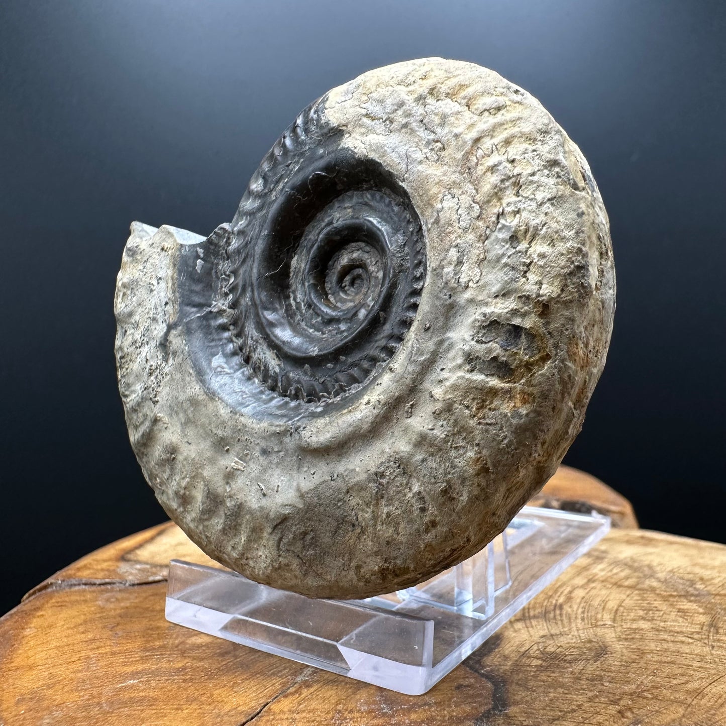 Golden Hildoceras lusitanicum Ammonite fossil with box and stand - Whitby, North Yorkshire, Jurassic Coast, Yorkshire Fossils from the Jurassic Coast