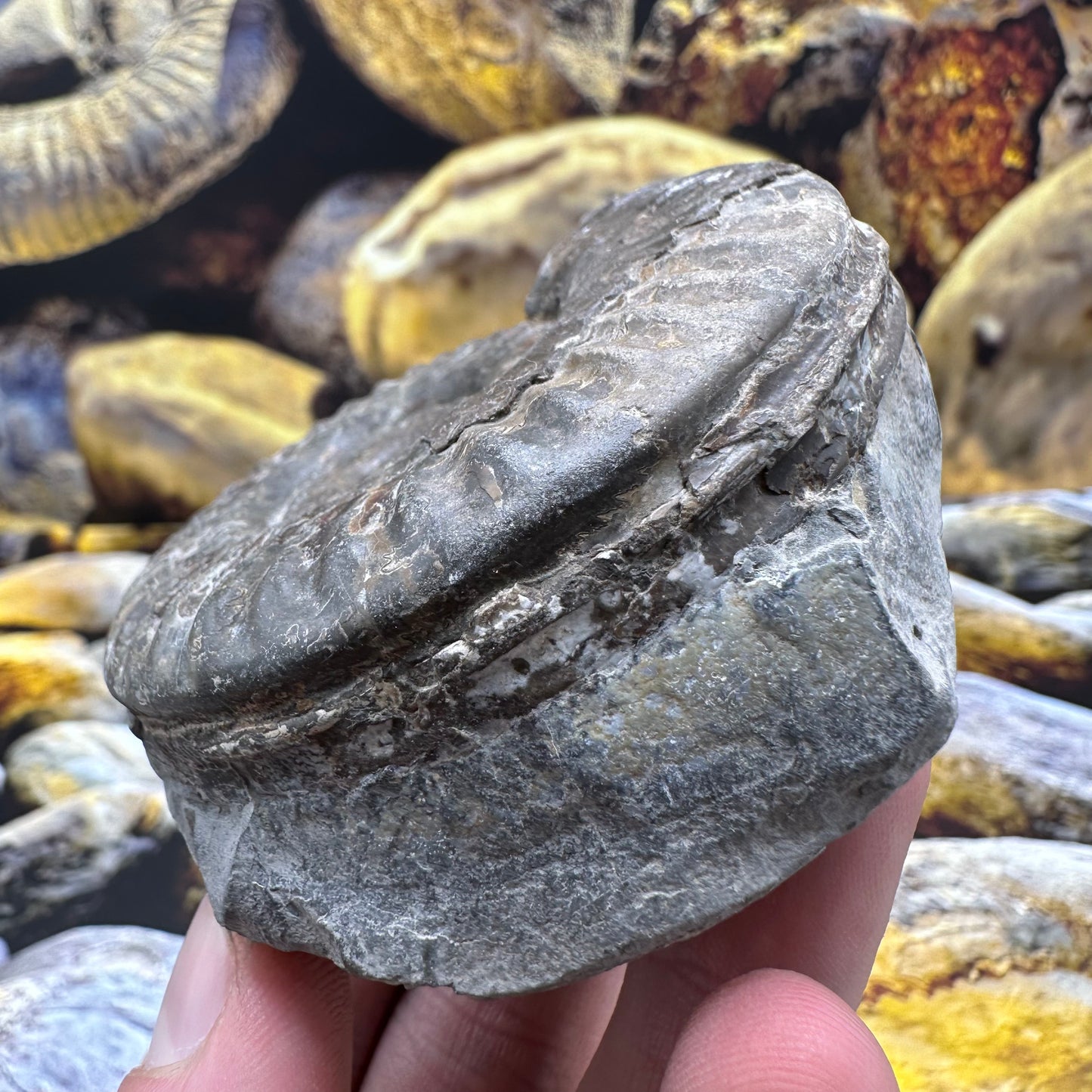 Hildoceras lusitanicum ammonite fossil - Whitby, North Yorkshire, Jurassic Coast, Yorkshire Fossils