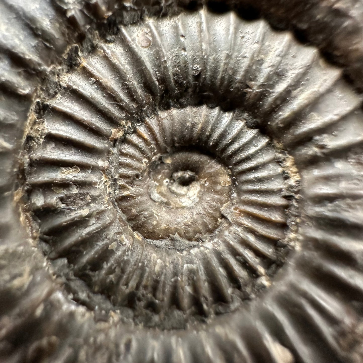 Dactylioceras Ammonite Fossil With Box And Stand - Whitby, North Yorkshire Jurassic Coast Yorkshire Fossils