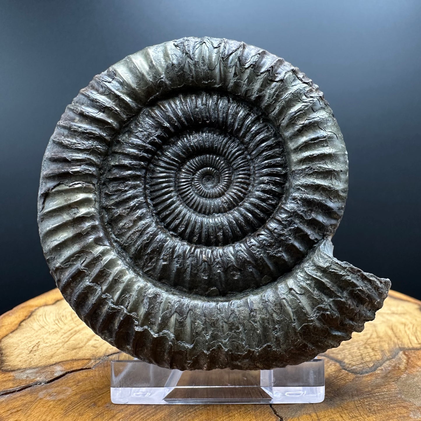 Dactylioceras Ammonite Fossil With box and Stand - Whitby, North Yorkshire Jurassic Coast Yorkshire Fossils