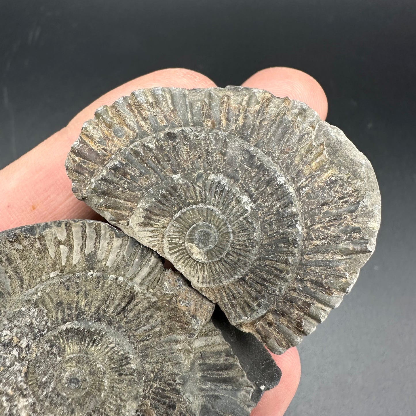 Dactylioceras imprint (negative) bundle ammonite shell fossil with box - Whitby, North Yorkshire, Yorkshire Fossils