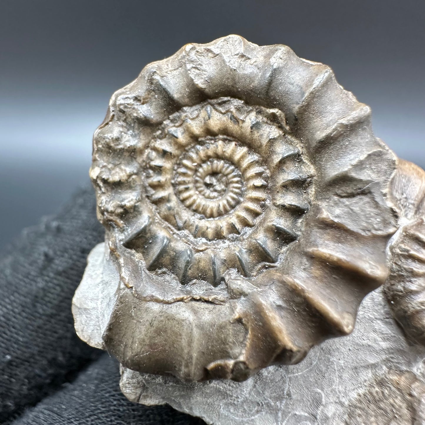 Gagaticeras Ammonite fossil with box and stand - Whitby, North Yorkshire Jurassic Coast Yorkshire Fossils