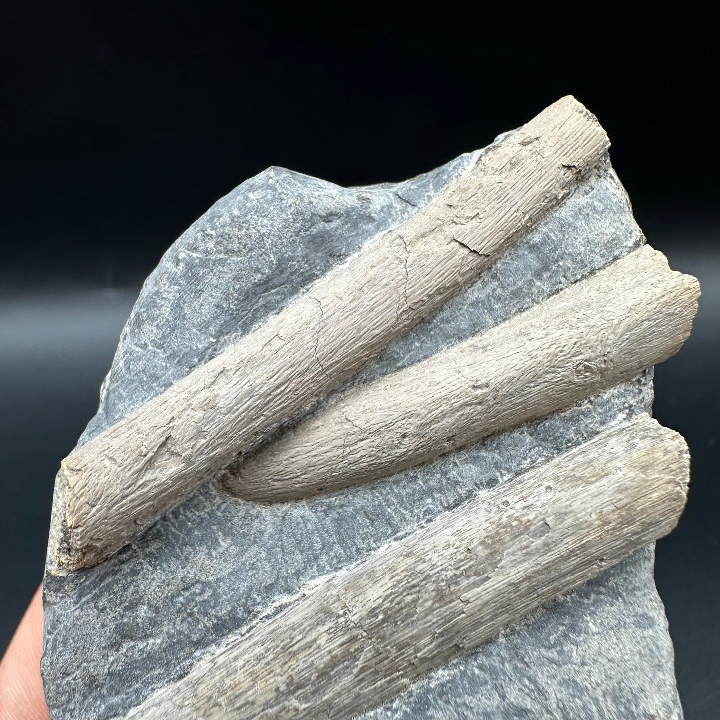 Ichthyosaur Rib fossil with box and stand - Whitby, North Yorkshire Jurassic Coast, Yorkshire fossils found on the Jurassic Coast