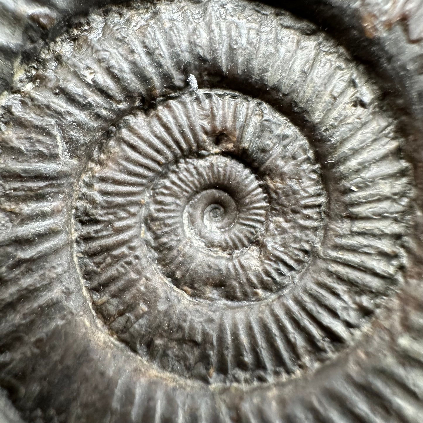 Dactylioceras Multi ammonite fossil with box and stand - Whitby, North Yorkshire Jurassic Coast, Yorkshire Fossils