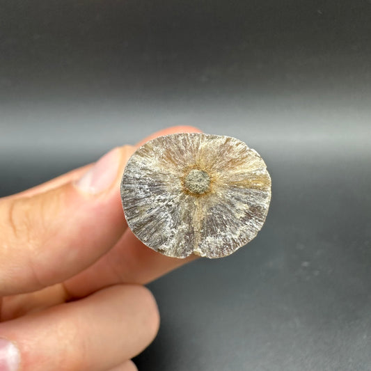 Belemnite (Fossil Squid) shell fossil - Whitby, North Yorkshire Jurassic Coast Yorkshire Fossils