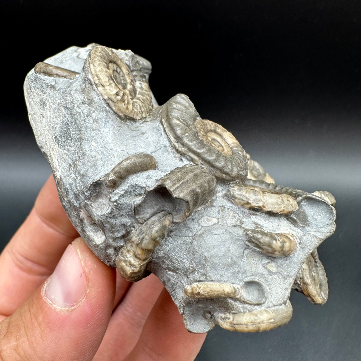Arnioceras ammonite shell fossil with box and stand - Whitby, North Yorkshire Jurassic Coast Yorkshire Fossils