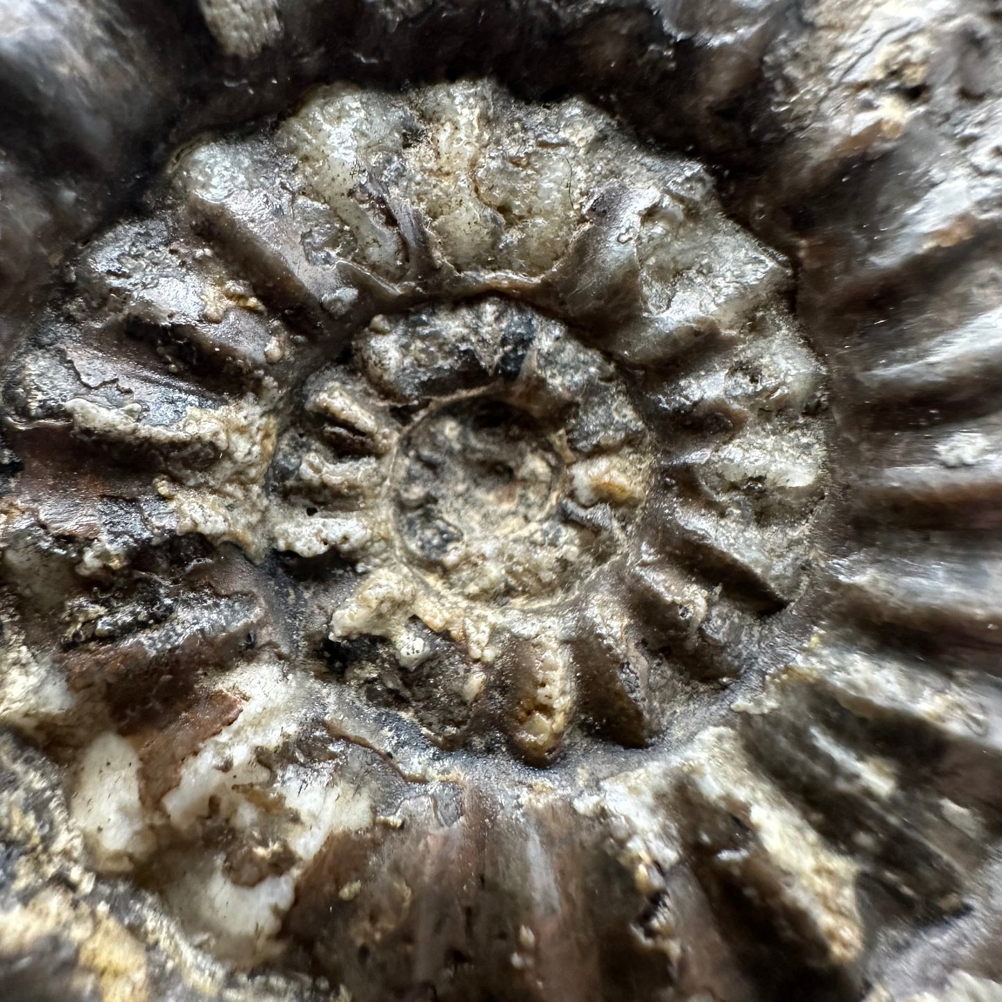 Androgynoceras maculatum ammonite fossil with box and stand - Whitby, North Yorkshire Jurassic Coast Yorkshire Fossils