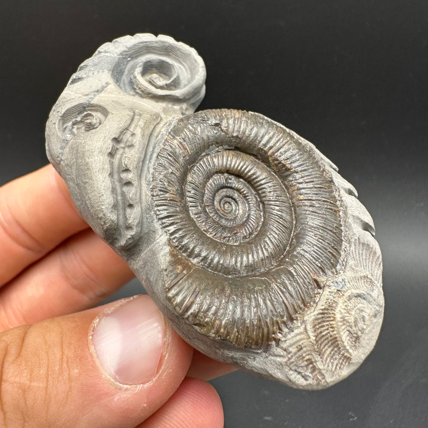 ‘Rammonite’ Snakestone Ammonite Fossil With Bag/Box And Stand - Whitby, North Yorkshire Jurassic Coast Yorkshire Fossils by