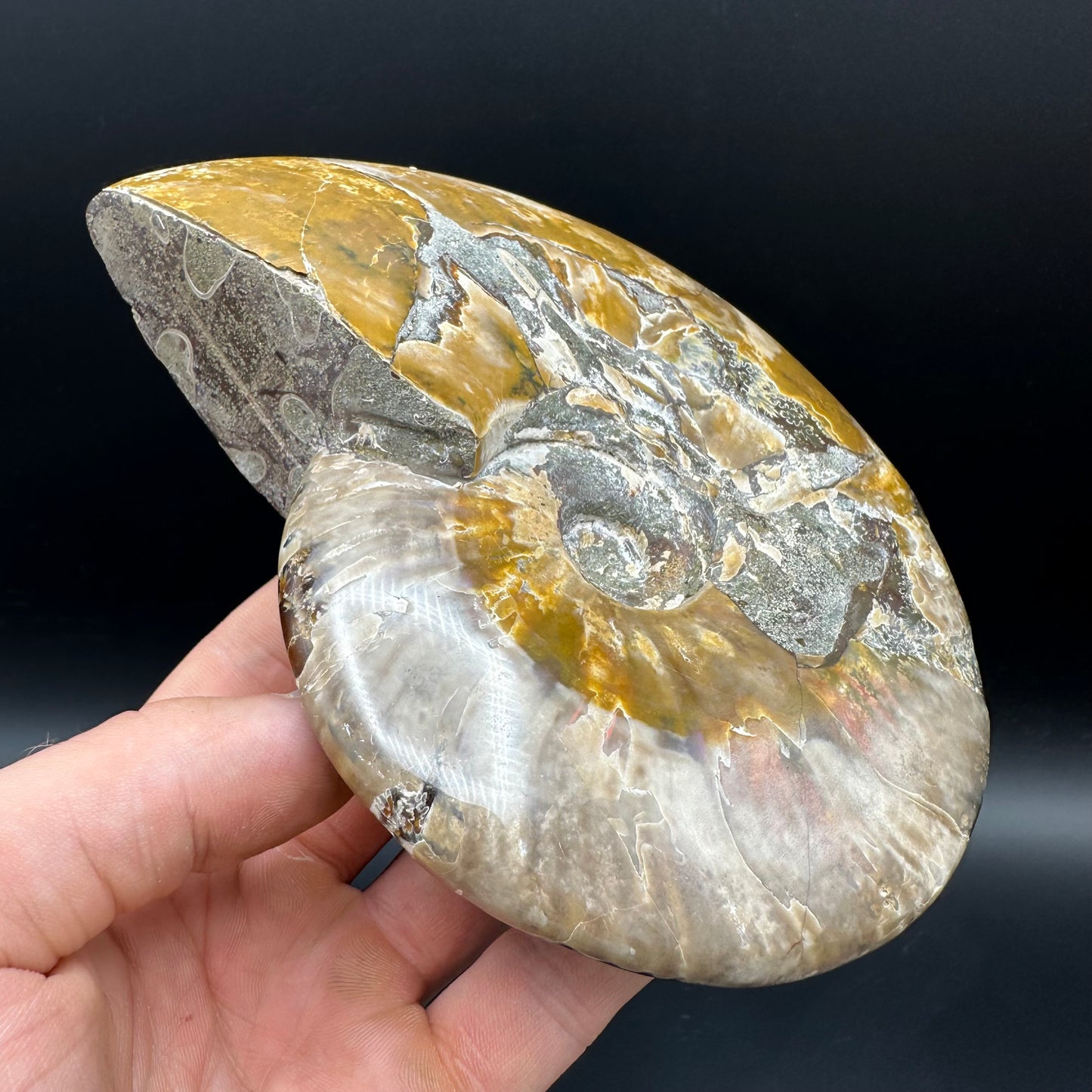 Cleoniceras Ammonite Fossil With Stand - Cretaceous Ammonite Madagascar