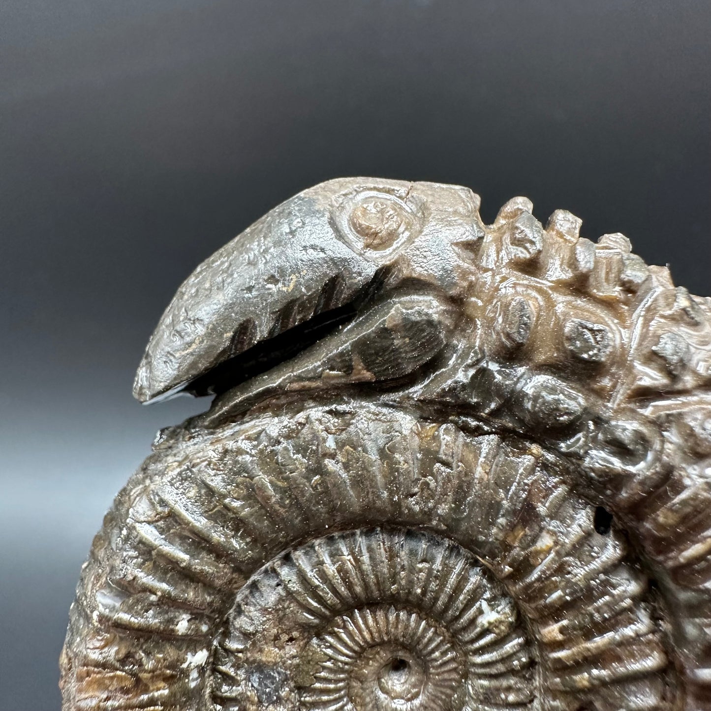 Snakestone Ammonite Fossil With Bag/Box And Stand - Whitby, North Yorkshire Jurassic Coast Yorkshire Fossils