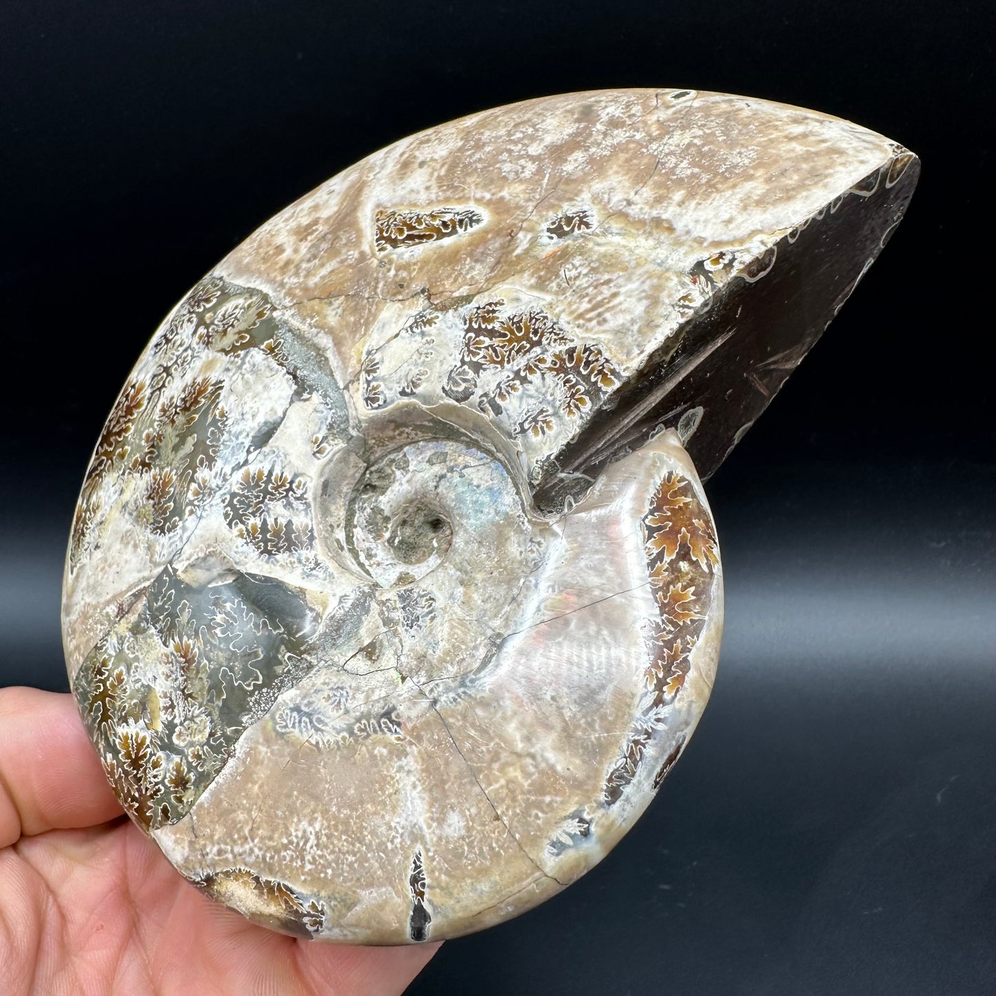 Cleoniceras Ammonite Fossil With Stand - Cretaceous Ammonite Madagascar