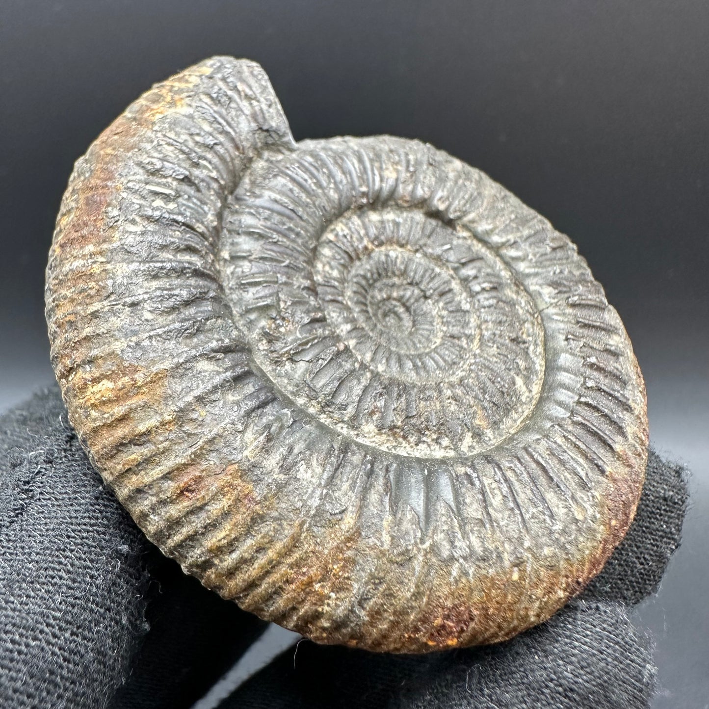 Catacoeloceras Sp. ammonite fossil with box and stand- Whitby, North Yorkshire Jurassic Coast Yorkshire Fossils