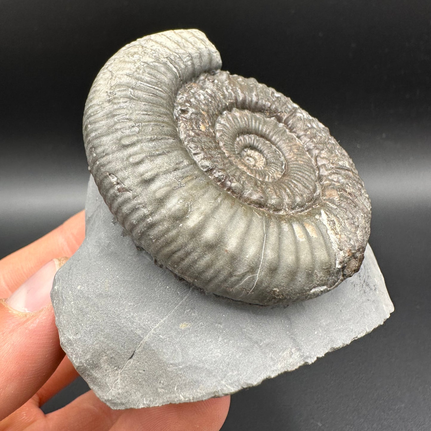 Peronoceras fibulatum Ammonite fossil with box and stand - Whitby, North Yorkshire Jurassic Coast Yorkshire Fossils