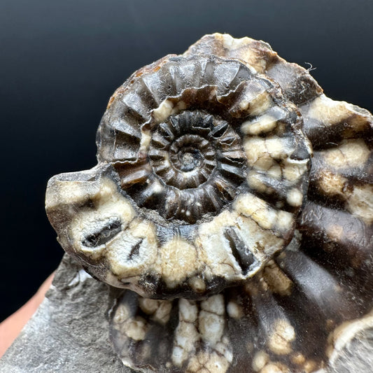 Androgynoceras maculatum ammonite fossil with box and stand - Whitby, North Yorkshire Jurassic Coast Yorkshire Fossils