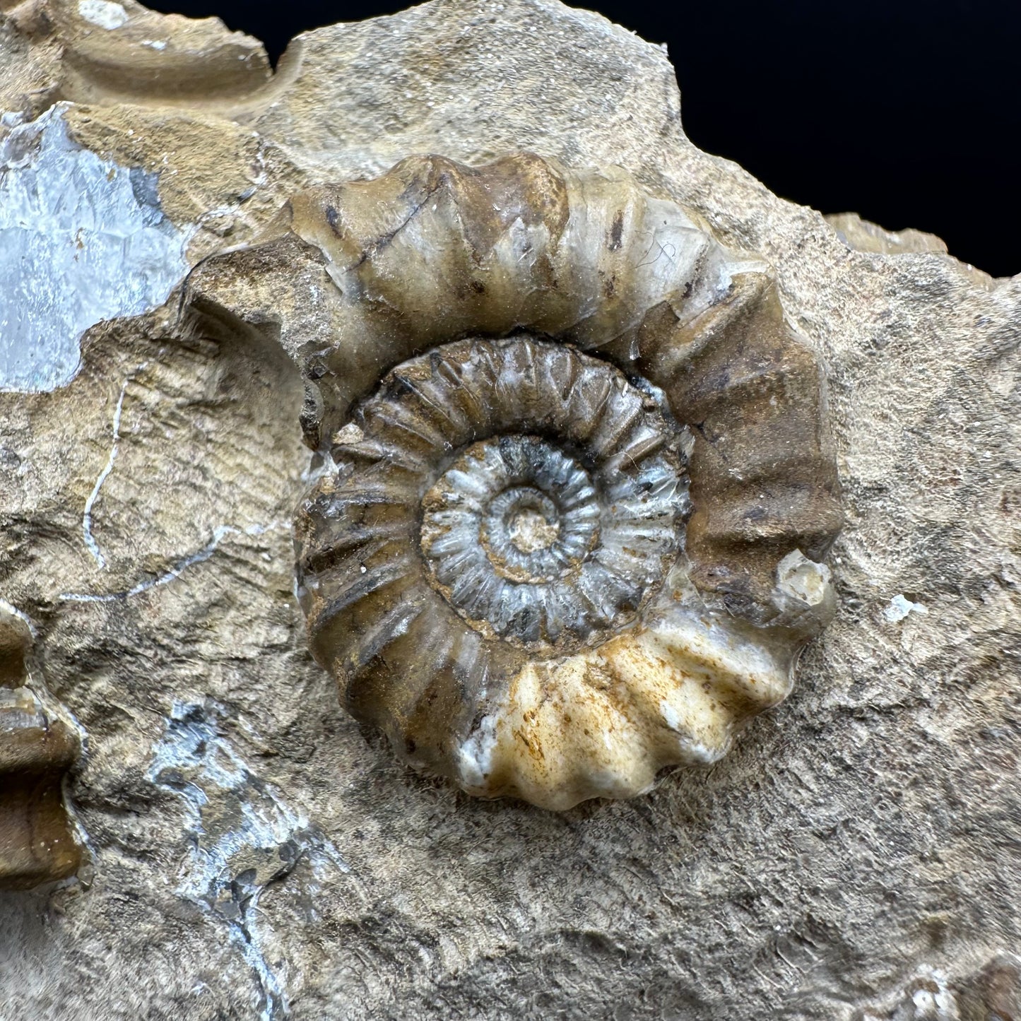 Androgynoceras capricornus Ammonite fossil with stand - Whitby, North Yorkshire Jurassic Coast Yorkshire Fossils