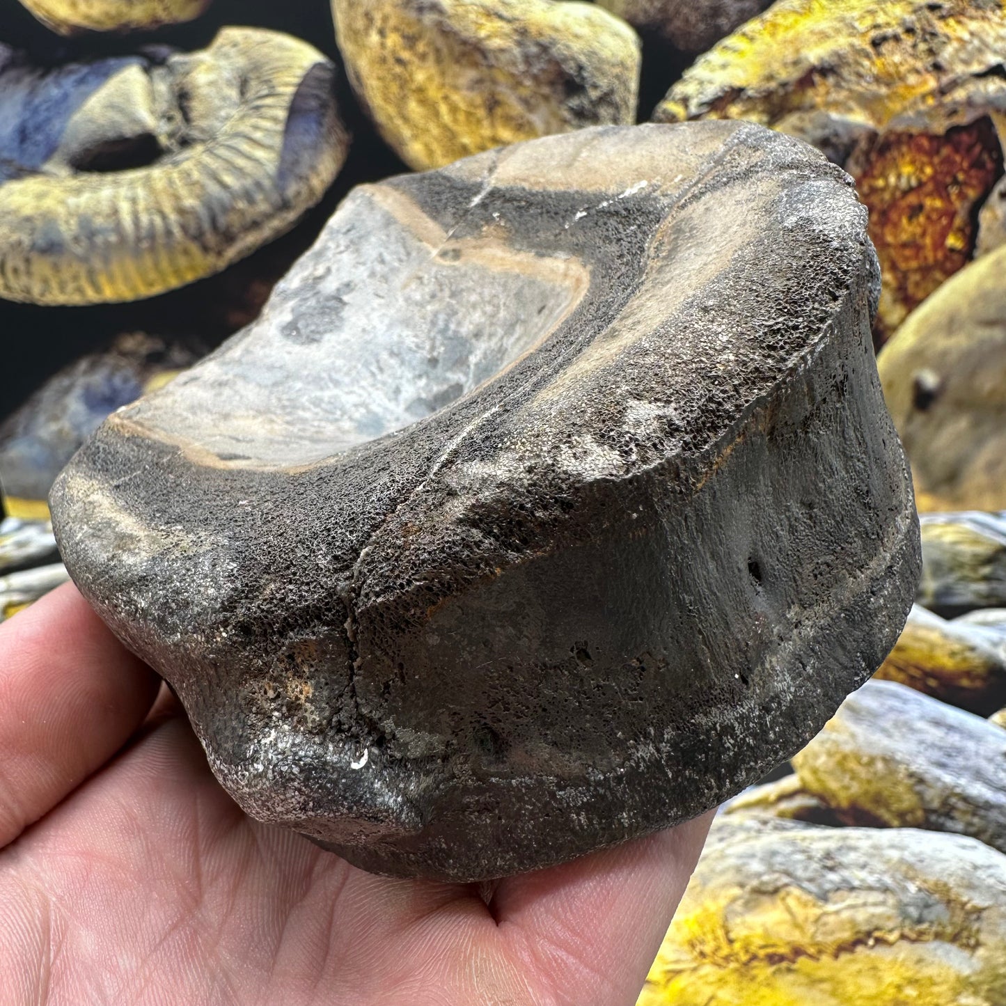 Ichthyosaur Vertebra fossil - Whitby, North Yorkshire Jurassic Coast, Yorkshire fossils